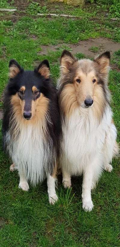Collies gesucht-Beitrag-Bild