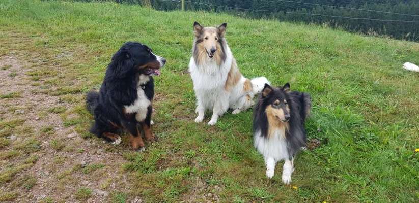 Collies gesucht-Beitrag-Bild