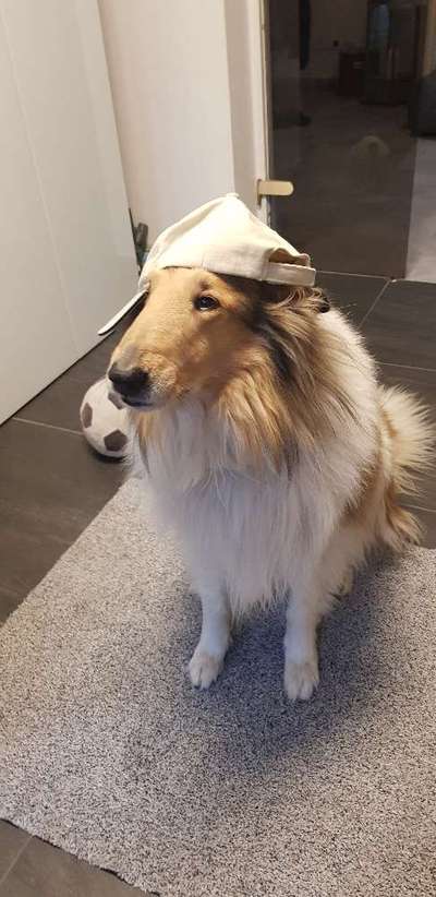 Collies gesucht-Beitrag-Bild