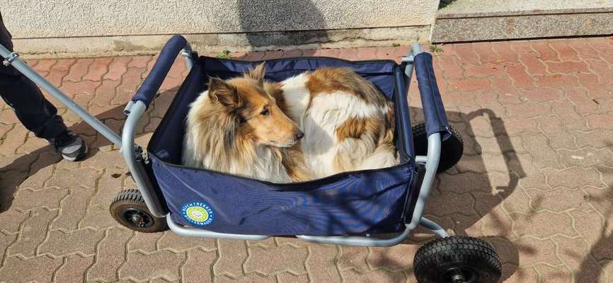 Collies gesucht-Beitrag-Bild