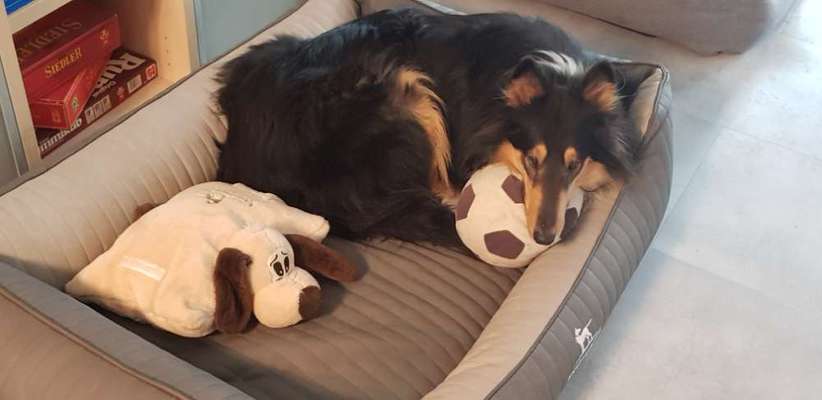 Collies gesucht-Beitrag-Bild