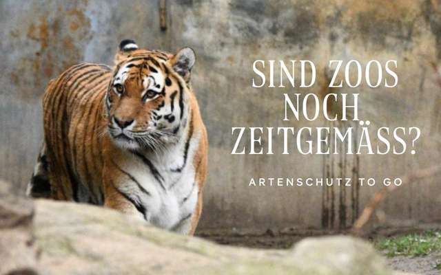 Was haltet ihr von Zoo's?-Beitrag-Bild