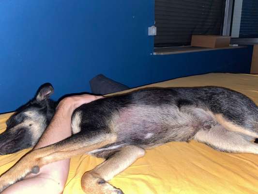 Dogorama Photo Challenge - Liebesbeweis-Beitrag-Bild