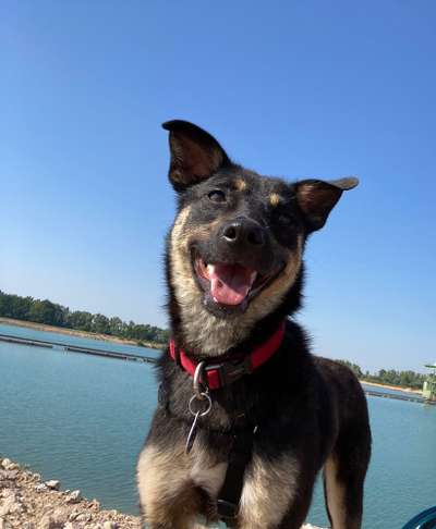 Handy Fotochallenge Nr. 52: Dein Hund mit blauem Himmel-Beitrag-Bild