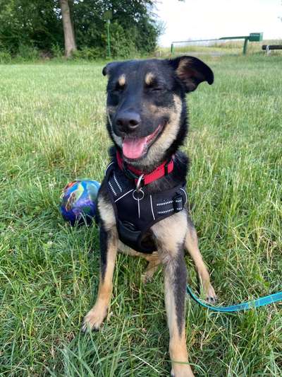 Wo sind die Mischlinge?-Beitrag-Bild