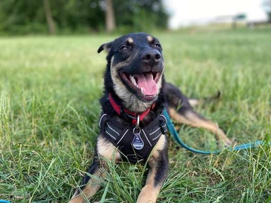 Wo sind die Mischlinge?-Beitrag-Bild