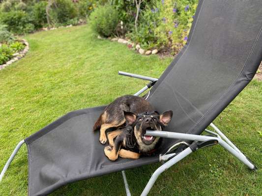 Wo sind die Mischlinge?-Beitrag-Bild