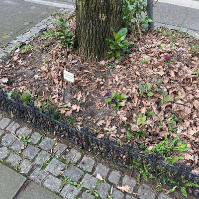 Giftköder-Blaukorn/Schneckenkorn am Baum ausgelegt-Bild