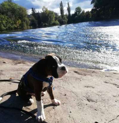 Die Dogorama Kalender Challenge Titelbild-Beitrag-Bild