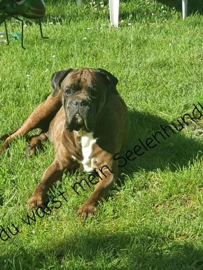 Unsere Fellnasen im Regenbogenland-Beitrag-Bild