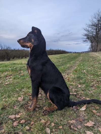 Hundetreffen-Zusammen spielen, spazieren, Begegnungstraining-Bild