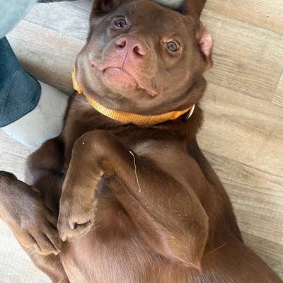 aktuelles Foto Gruppe Labrador