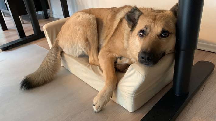 Auslandstierschutz-Beitrag-Bild