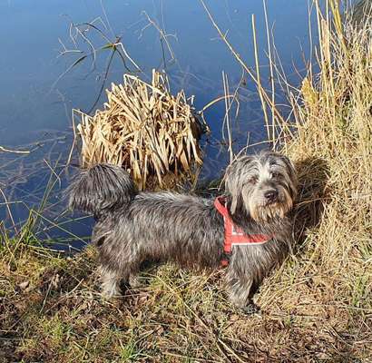 Wie heißt dein Hund?-Beitrag-Bild