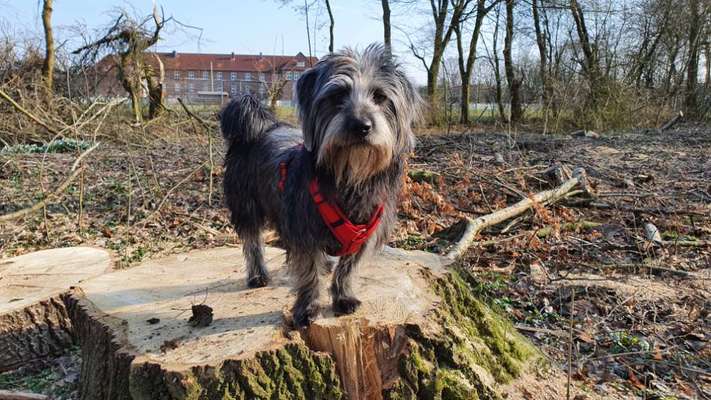 Mischlinge raten - Rätselspaß-Beitrag-Bild