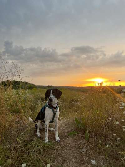 Hundeauslaufgebiet-Höglinger Weiher-Bild