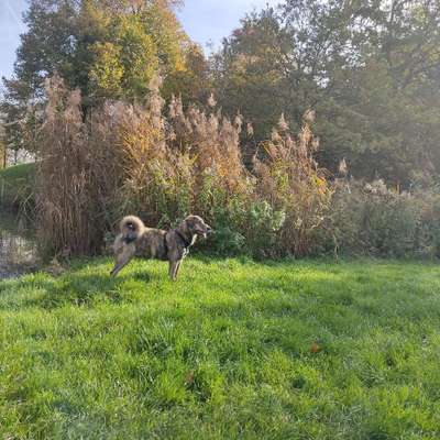 Hundetreffen-Gassi Runde mit Spielen und Freilauf