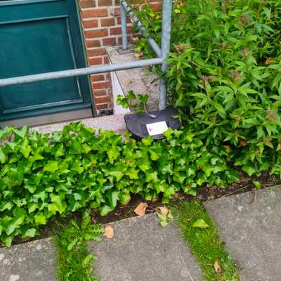 Giftköder-Rattengift-Bild