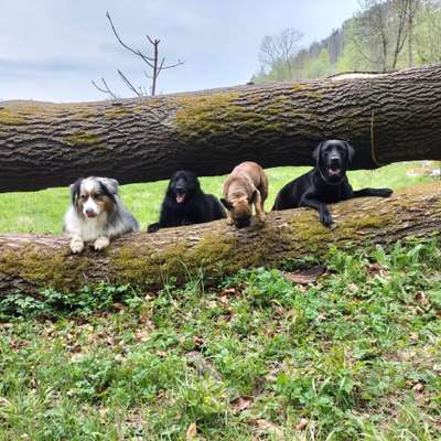 Hundetreffen-Gassirunde Heringen