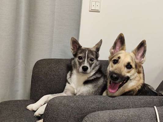 Die Dogorama Kalender Challenge Titelbild-Beitrag-Bild