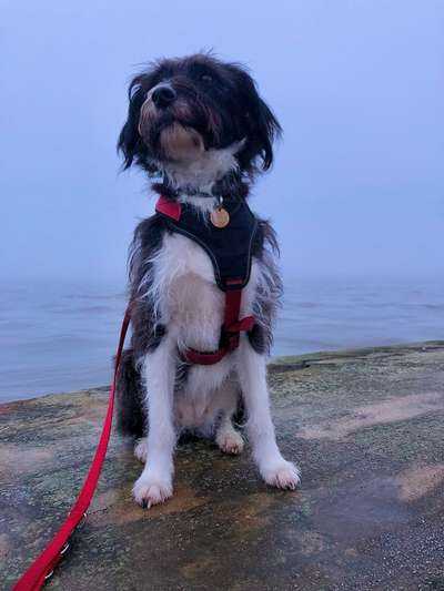 Auslandstierschutz-Beitrag-Bild