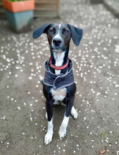 Auslandstierschutz-Beitrag-Bild