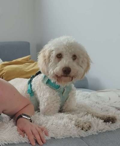 Lagotto Romagnolo Besitzer-Beitrag-Bild