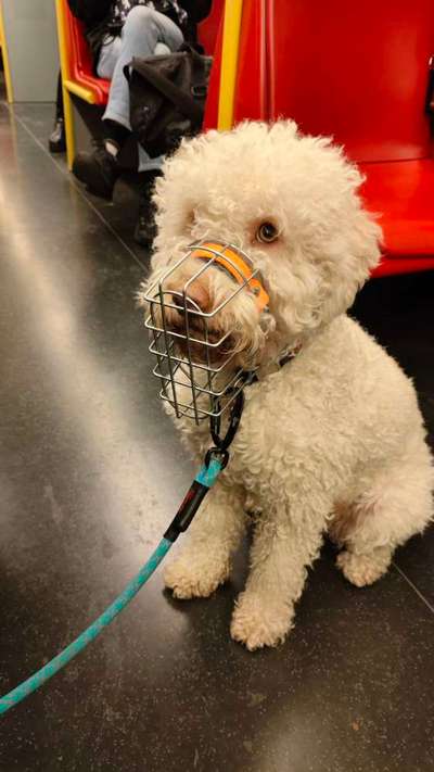Lagotto Romagnolo Besitzer-Beitrag-Bild