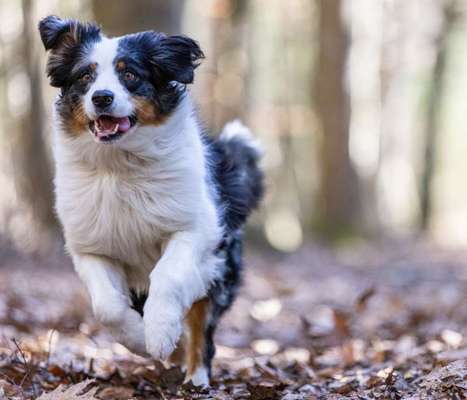 Wald Bild-Beitrag-Bild