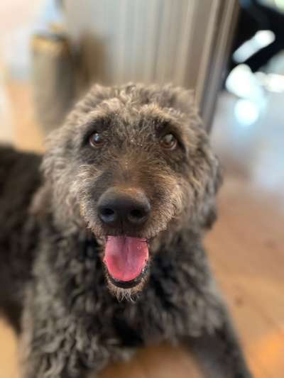 Alles rund um den Pudel-Beitrag-Bild