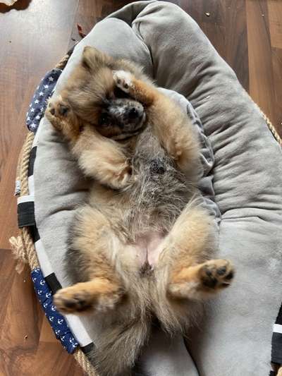 Zeigt mir die lustigsten Schlafpositionen eurer Fellnasen-Beitrag-Bild