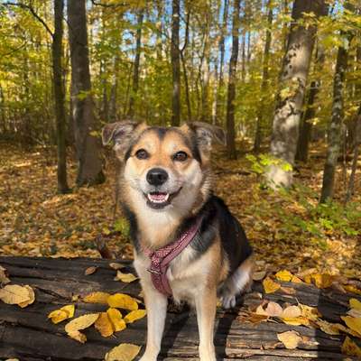 Hundetreffen-Social Walk Leipzig-Bild