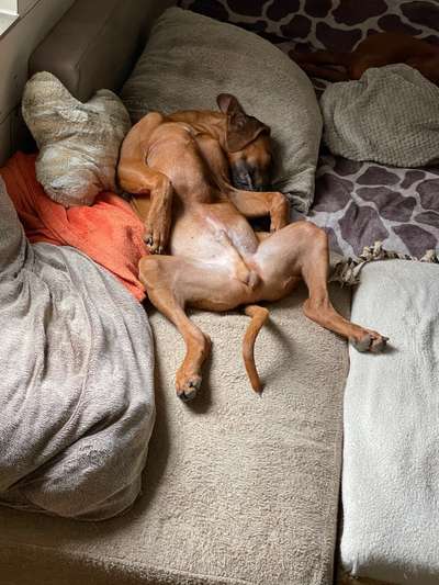Rhodesian Ridgeback-Beitrag-Bild