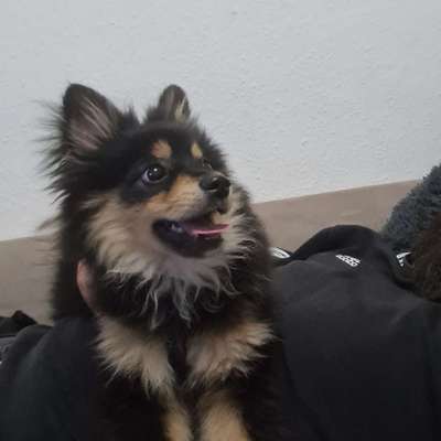 Hundetreffen-Mein Hund wird sich freuen