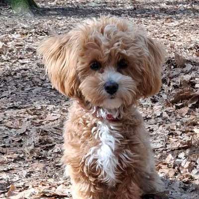 Maltipoo Freunde-Beitrag-Bild