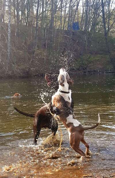 Hundeauslaufgebiet-Hundestrandbad Wingst-Bild