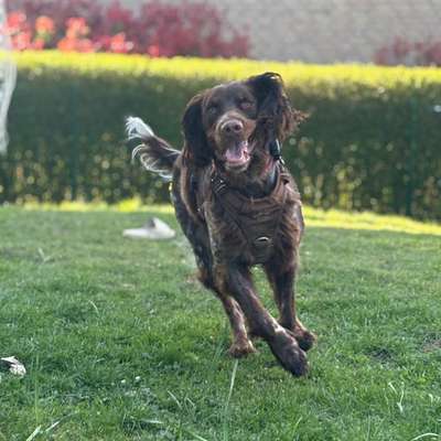 Hundetreffen-Spielen, Toben und Rennen-Bild