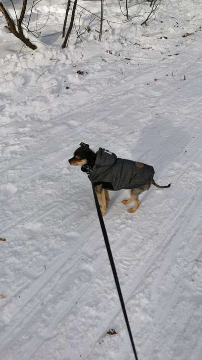 Wo sind die Zwergpinscher?-Beitrag-Bild