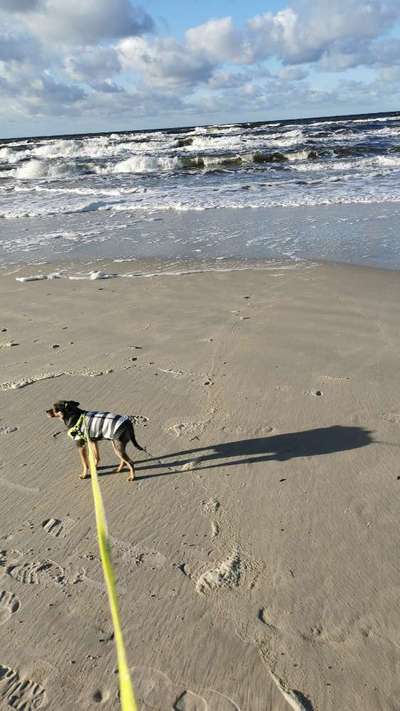 Wo sind die Zwergpinscher?-Beitrag-Bild