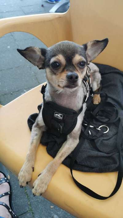 Prager Rattler-Beitrag-Bild