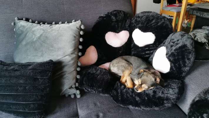 Prager Rattler-Beitrag-Bild