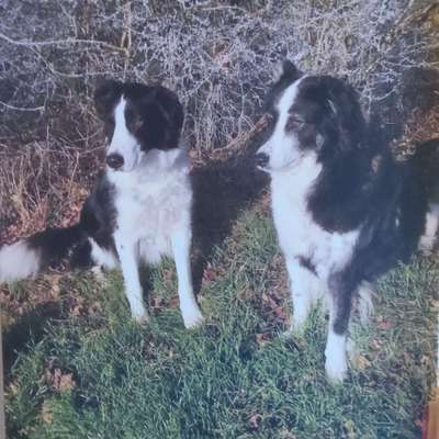 Unsere Fellnasen im Regenbogenland-Beitrag-Bild