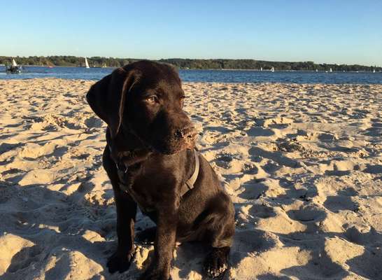 Als Welpen sind sie alle noch süßer-Beitrag-Bild