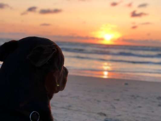 Dogorama-Monats-Challenge-Mai "Wasser"-Beitrag-Bild