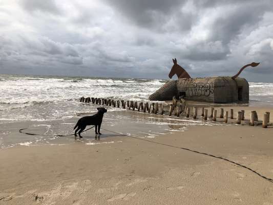 Eure Strandbilder :)-Beitrag-Bild