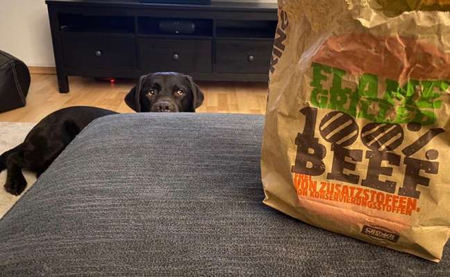 Fotochallenge 31 - Das perfekte Hundedinner-Beitrag-Bild