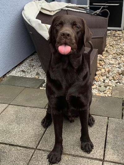 Fotochallenge Nr. 59 - Mein Hund zeigt die Zunge-Beitrag-Bild