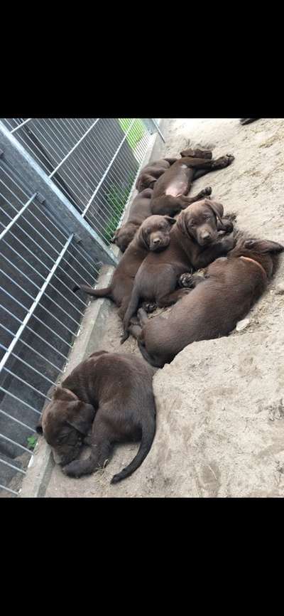 Als Welpen sind sie alle noch süßer-Beitrag-Bild