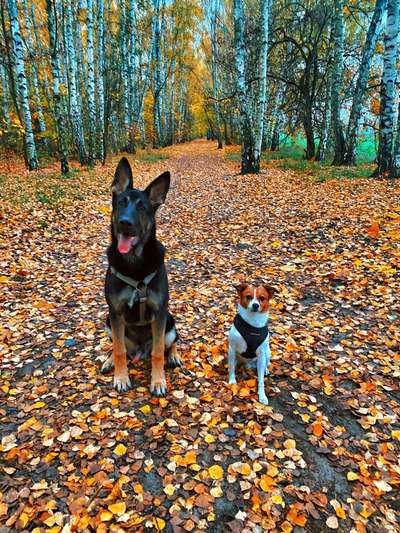 Mehrhundehaltung oder Einzelhund?-Beitrag-Bild