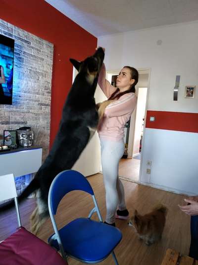 Mehrhundehaltung oder Einzelhund?-Beitrag-Bild